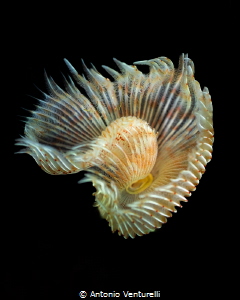 Protula tubularia_July 2026
(CanonRF100,1/200,f5.6,iso100) by Antonio Venturelli 
